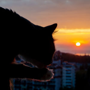 Close-up of a cat looking at sunset