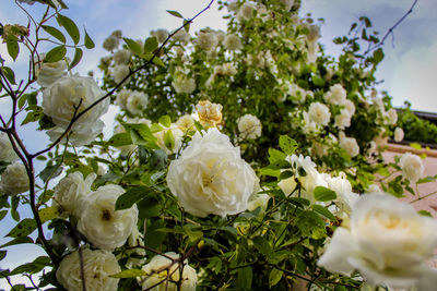 Close-up of white roses