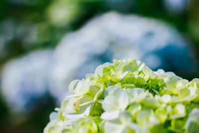 Close-up of white flowering plant