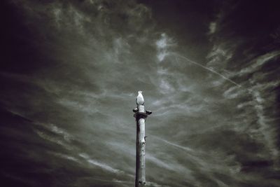 Low angle view of tree against sky