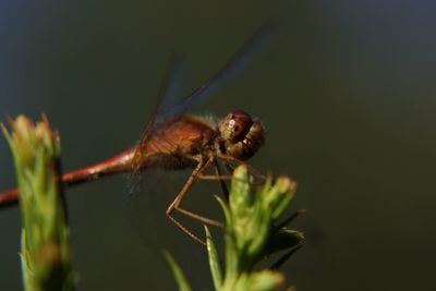 Close-up of insect on leaf