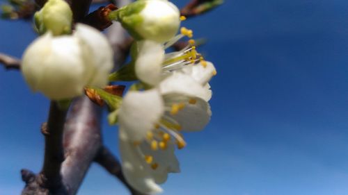 Low angle view of flower tree against clear blue sky