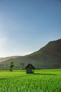 Scenic view of agricultural field against sky