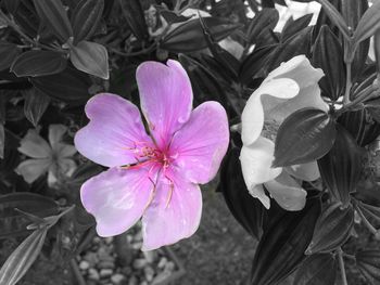Close-up of pink flowers blooming outdoors
