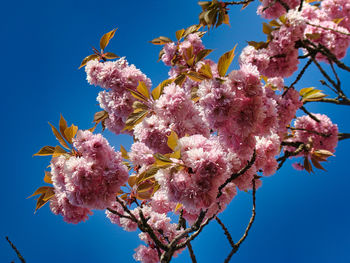 Low angle view of cherry blossoms against clear sky