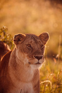 Cat looking away