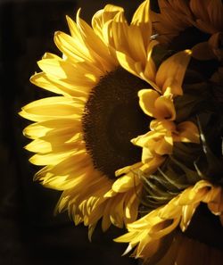 Close-up of yellow sunflower