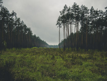 Trees on field against sky