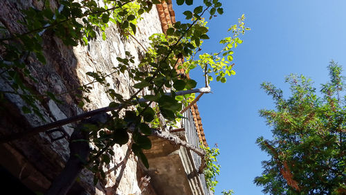 Low angle view of tree against sky