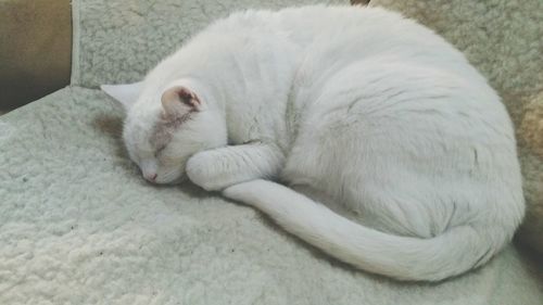 Close-up of cat sleeping