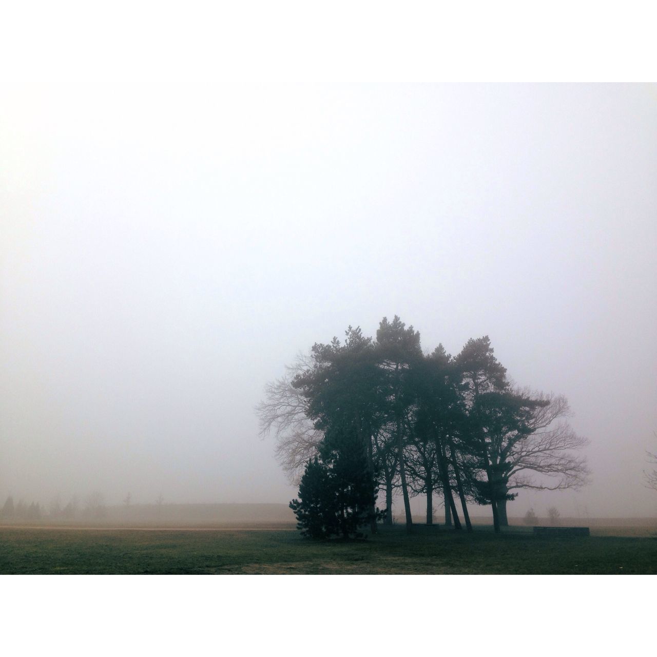 fog, foggy, tree, tranquility, tranquil scene, weather, copy space, scenics, beauty in nature, nature, landscape, mist, field, growth, non-urban scene, idyllic, outdoors, day, sky