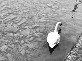 High angle view of swan in water