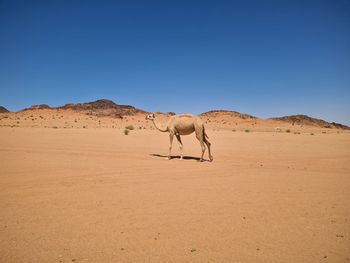 Camel standing on desert against clear sky