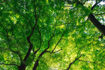 Low angle view of bamboo trees in forest