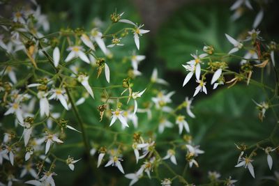 Close-up of flowering plants against blurred background