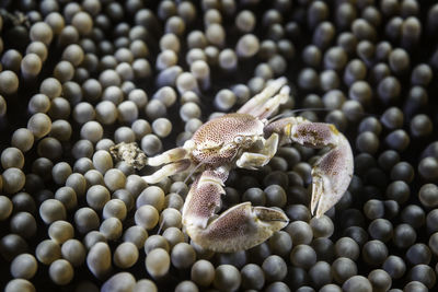 Close-up of lizard on pebbles