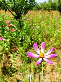 Close-up of pink flowers blooming in field