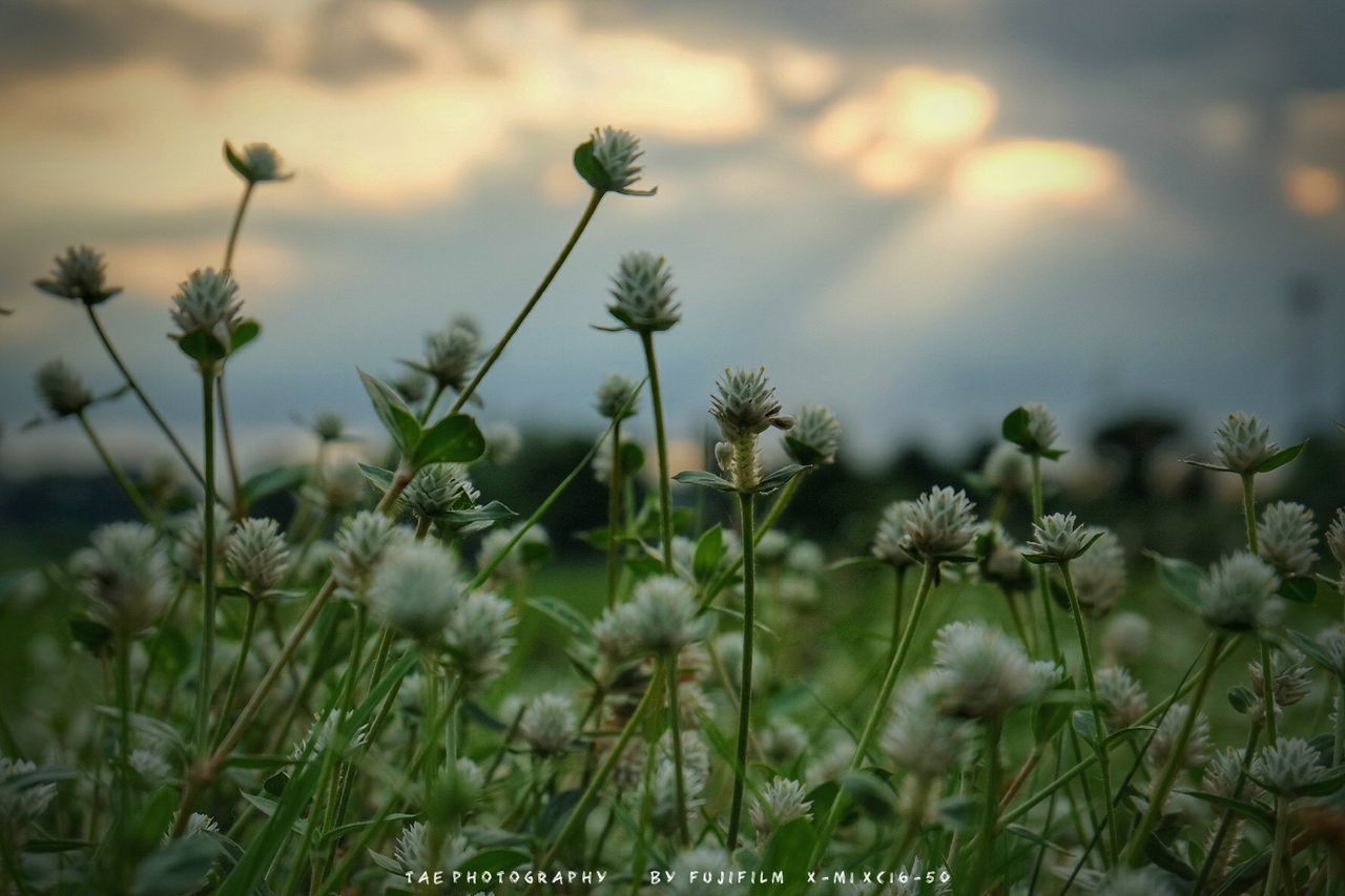 flower, growth, plant, freshness, fragility, focus on foreground, beauty in nature, nature, stem, close-up, blooming, petal, field, flower head, selective focus, in bloom, growing, outdoors, bud, day