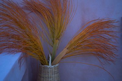 Close-up of plant against sky