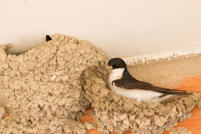 Close-up of bird perching on wall