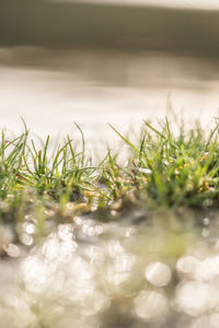 Surface level of grass by lake