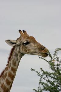 Side on portrait of wild angolan giraffe giraffa camelopardalis angolensis grazing namibia.