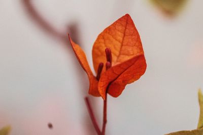 Close-up of maple leaf during autumn