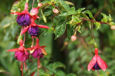 Close-up of pink flowers