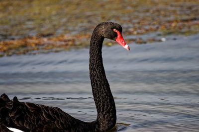 Close-up of swan swimming in lake