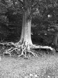 Close-up of tree trunk in forest