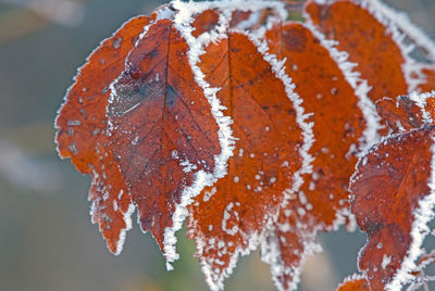 Close-up of frozen ice cream