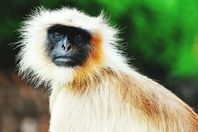 Close-up of animal eye