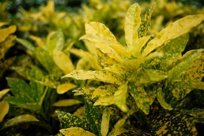 Close-up of yellow leaves