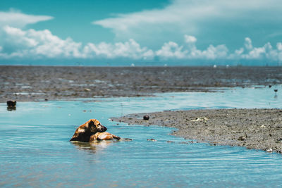 Dog lying in water at beach against sky