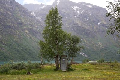 Tree growing against mountain