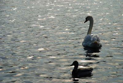 Birds in calm water