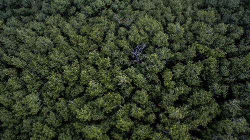 Full frame shot of fresh green plants