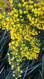 Close-up of yellow flowering plant on field