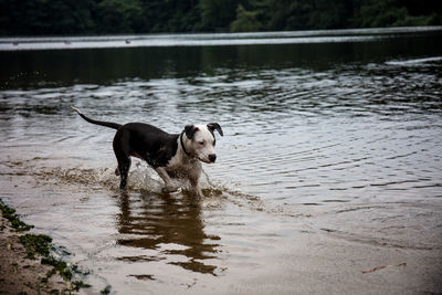Dog running in a lake