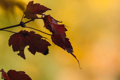 Close-up of dry maple leaf against sky
