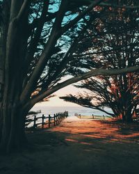 Footpath amidst trees leading towards sea at sunset