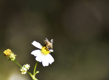 Close-up of bee pollinating on flower