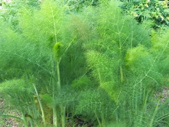plant