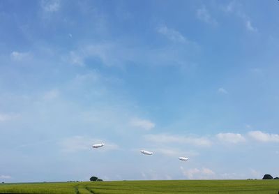 Birds flying over the sky