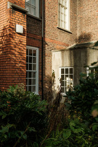 Plants growing on building