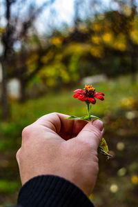 Cropped hand holding red flowering plant