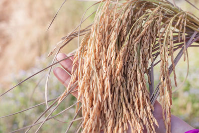 Close-up of wheat growing on field