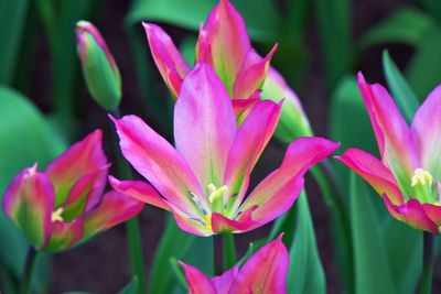 Close-up of pink flowering plants