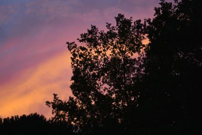 Silhouette of tree at sunset