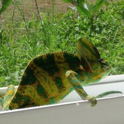 Close-up of lizard on leaf